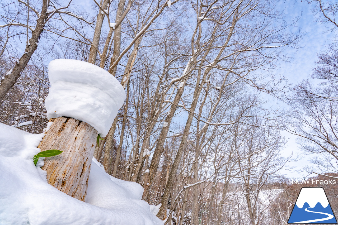 札幌藻岩山スキー場｜ふわっふわの粉雪シーズン到来！思いっきり多彩なコースを楽しみましょう！